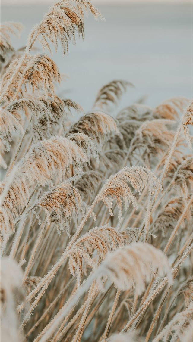 1290x2796 a close up of wheat -  iPhone Wallpaper