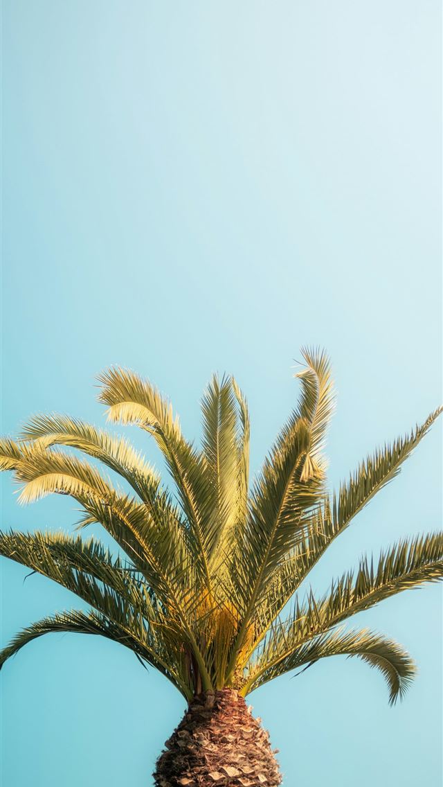 1290x2796 Palm tree stands tall against a blue sky  -  iPhone Wallpaper