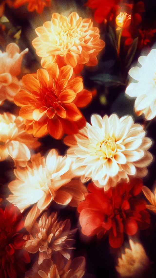 1290x2796 A bunch of flowers that are in a vase -  iPhone Wallpaper