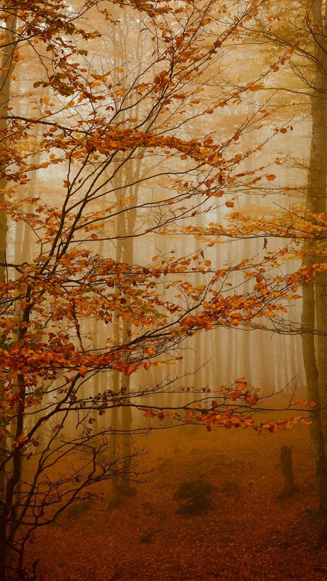 1290x2796 A foggy forest filled with lots of trees -  iPhone Wallpaper