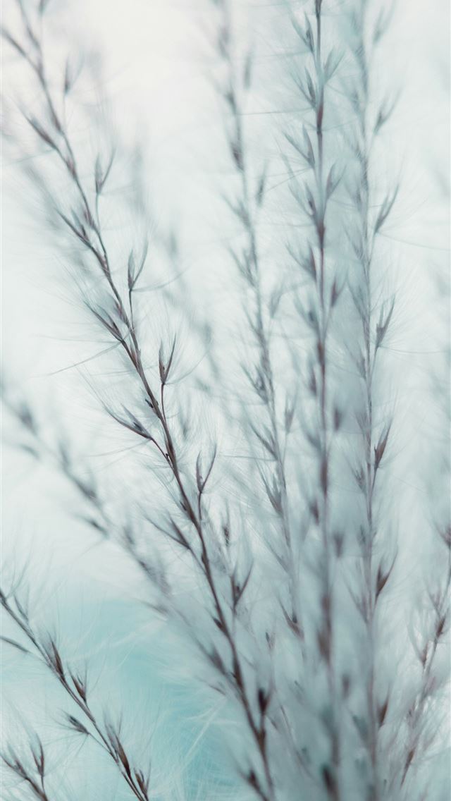 1290x2796 A blurry photo of a plant in a vase -  iPhone Wallpaper