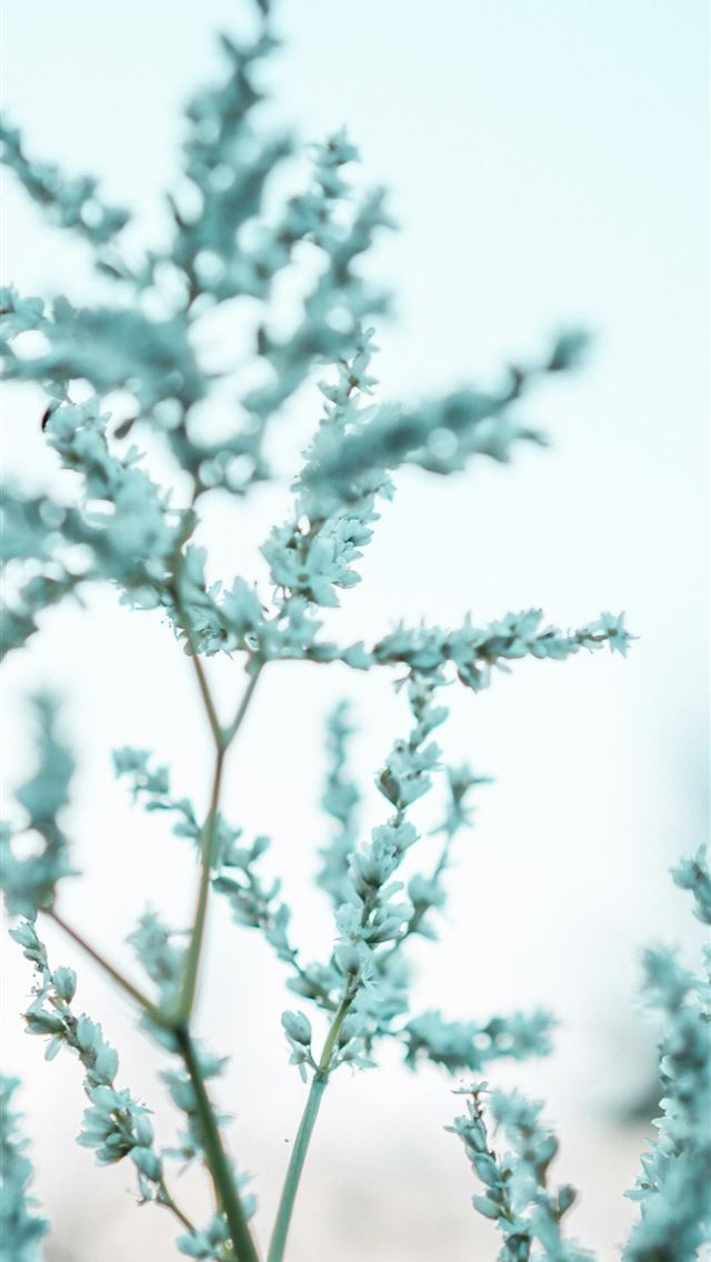 1290x2796 Delicate light blue flowers against a soft backgro... -  iPhone Wallpaper