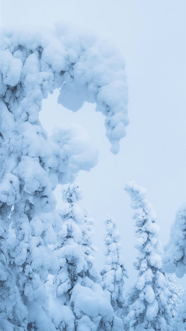1290x2796 A snow covered tree with a sky background -  iPhone Wallpaper