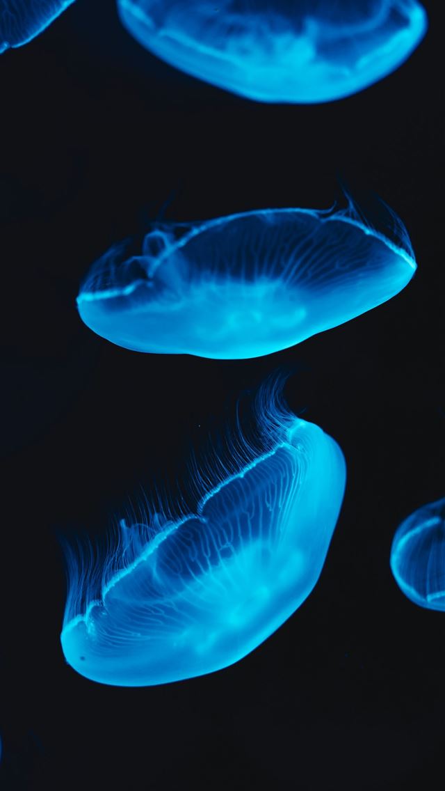 1290x2796 A group of jellyfish swimming in the water -  iPhone Wallpaper