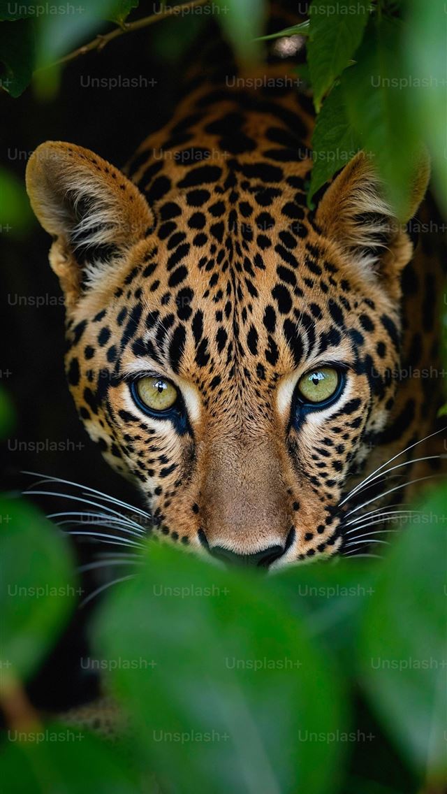 640x1136 A close up of a leopard's face through some leaves -  iPhone Wallpaper