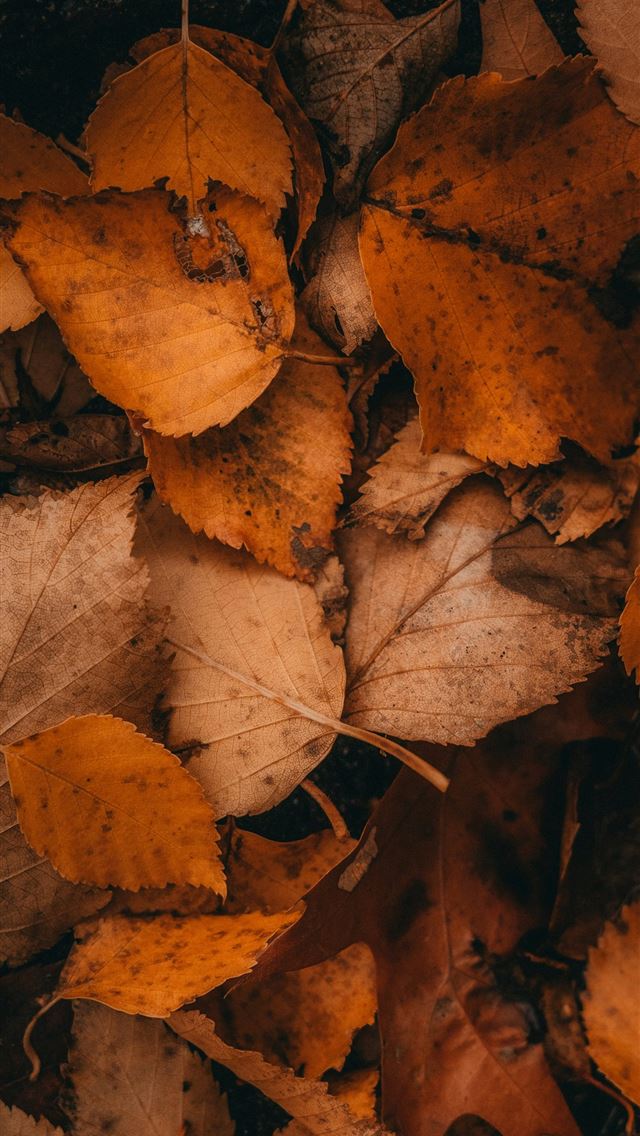 1290x2796 a bunch of leaves that are laying on the ground -  iPhone Wallpaper