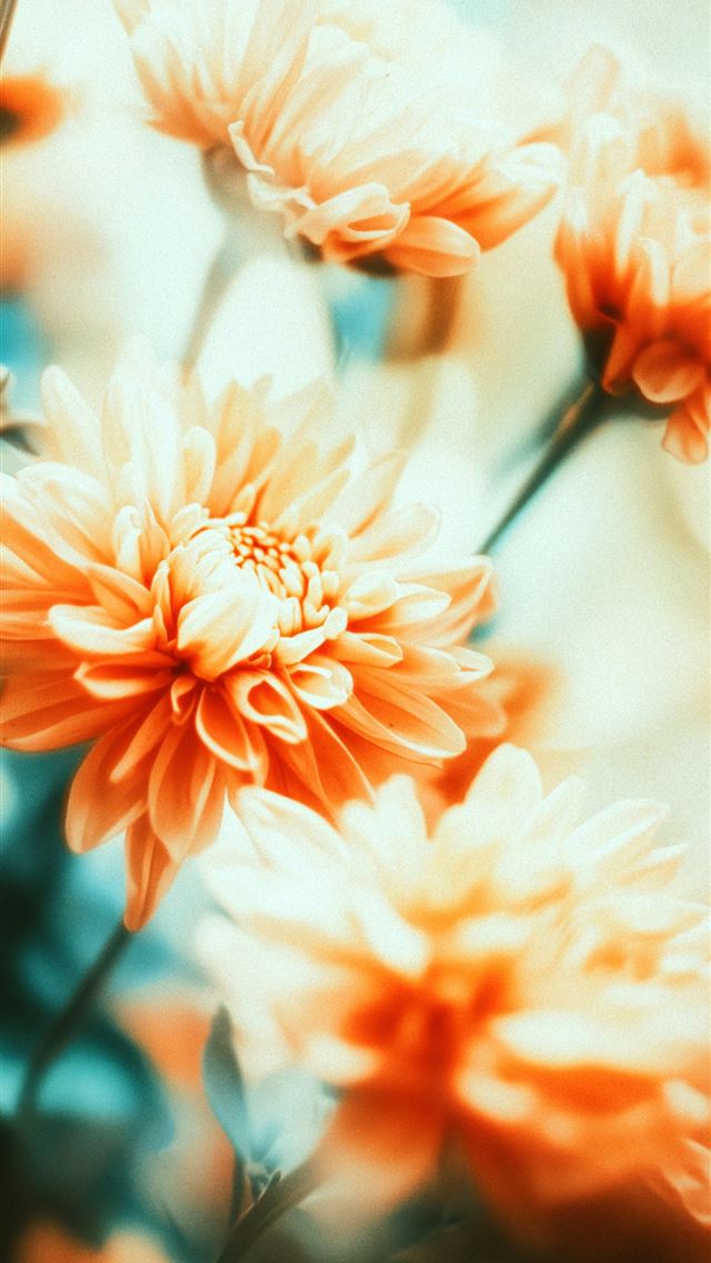 1290x2796 A close up of a bunch of flowers -  iPhone Wallpaper