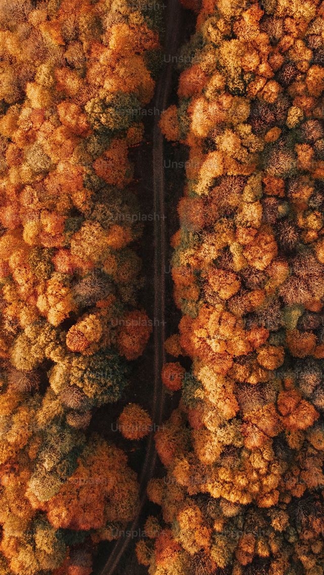 1290x2796 a group of trees that are next to each other -  iPhone Wallpaper