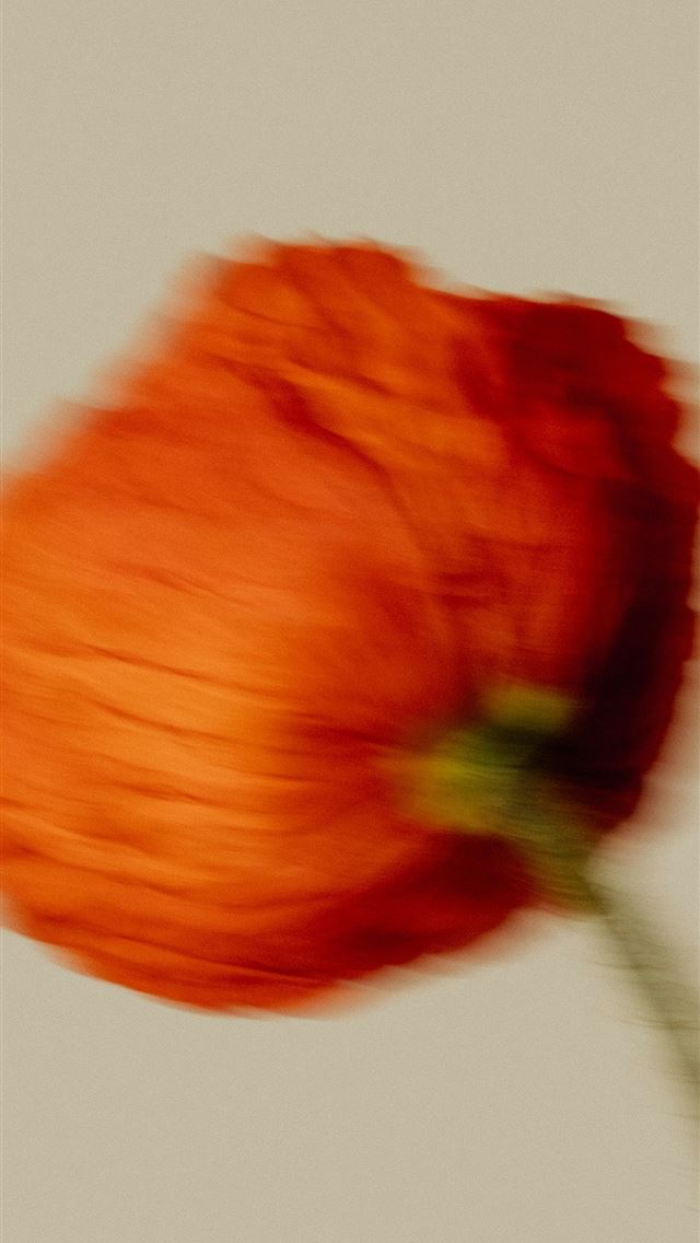 1290x2796 A blurred red poppy flower in bloom  -  iPhone Wallpaper