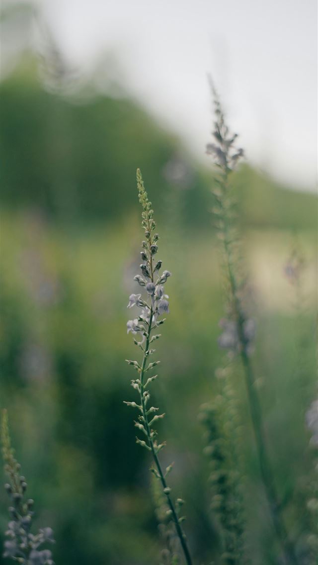 1290x2796 Tall wildflowers stand in a green field  -  iPhone Wallpaper