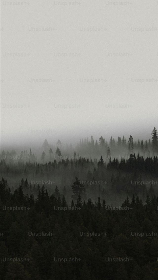 1290x2796 View of the misty woods in Norway -  iPhone Wallpaper