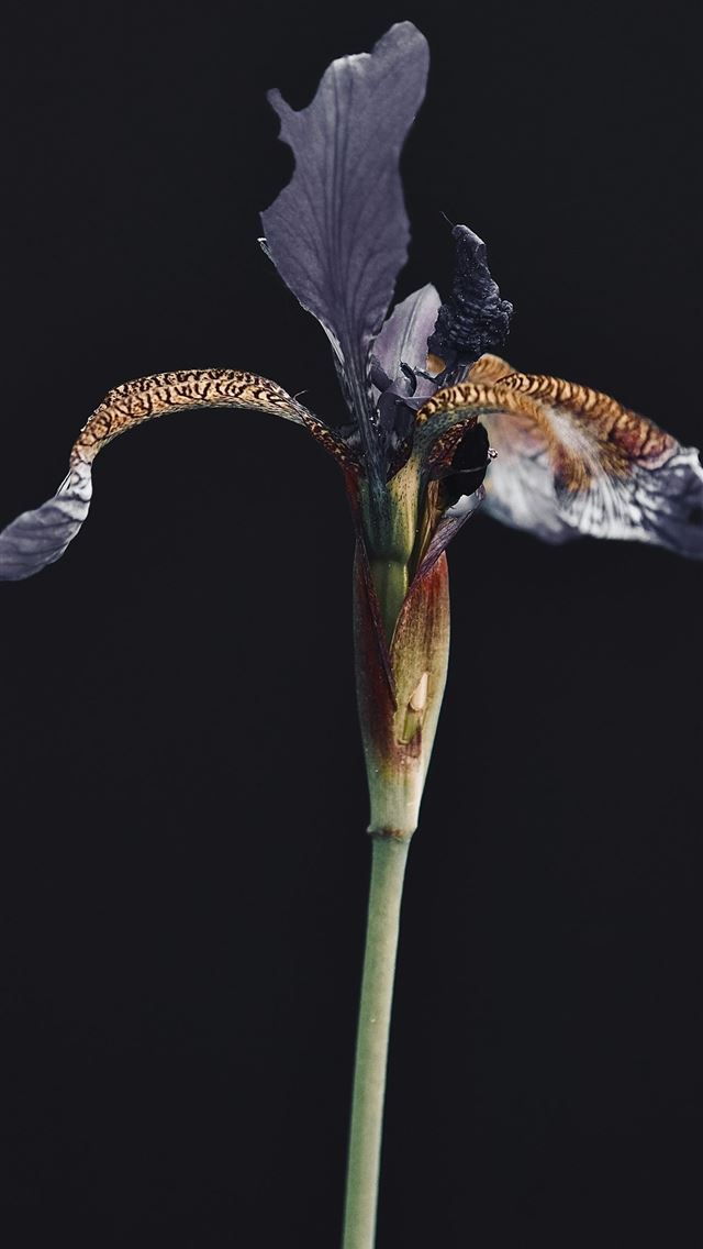 1290x2796 A single flower with a black background -  iPhone Wallpaper