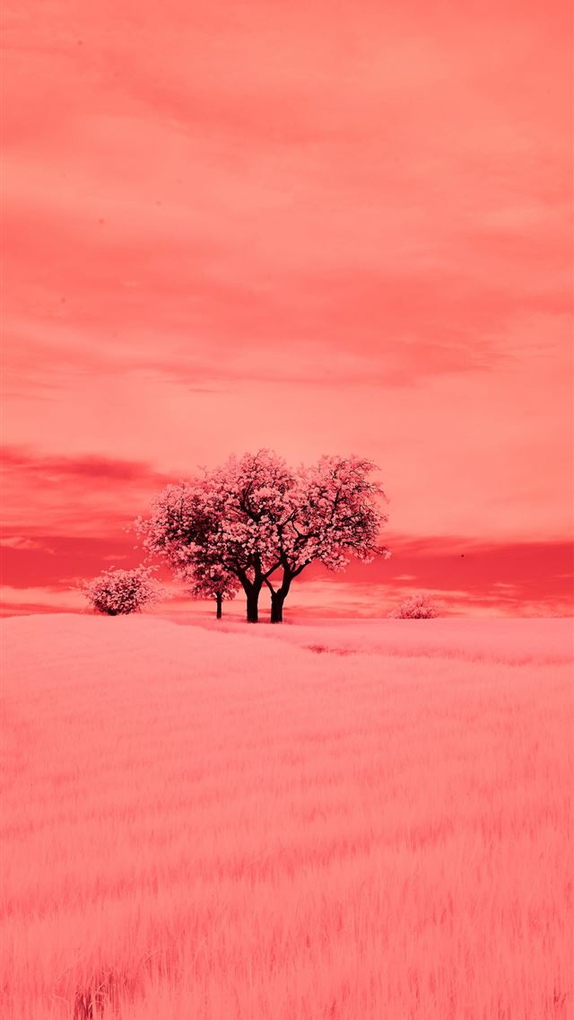 1290x2796 A lone tree in a field of wheat under a red sky -  iPhone Wallpaper