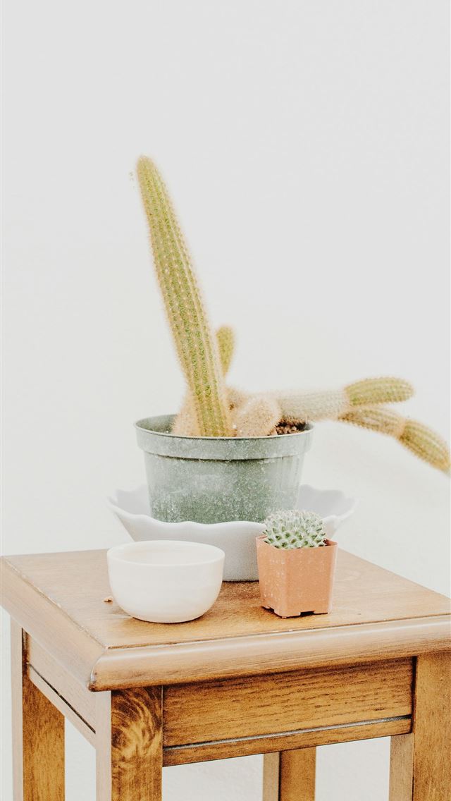 1290x2796 brown and green cactus plants -  iPhone Wallpaper