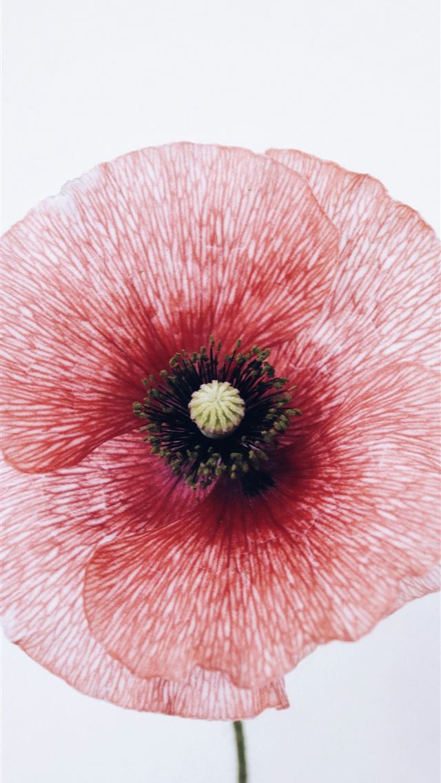 1290x2796 pink flower in white background -  iPhone Wallpaper