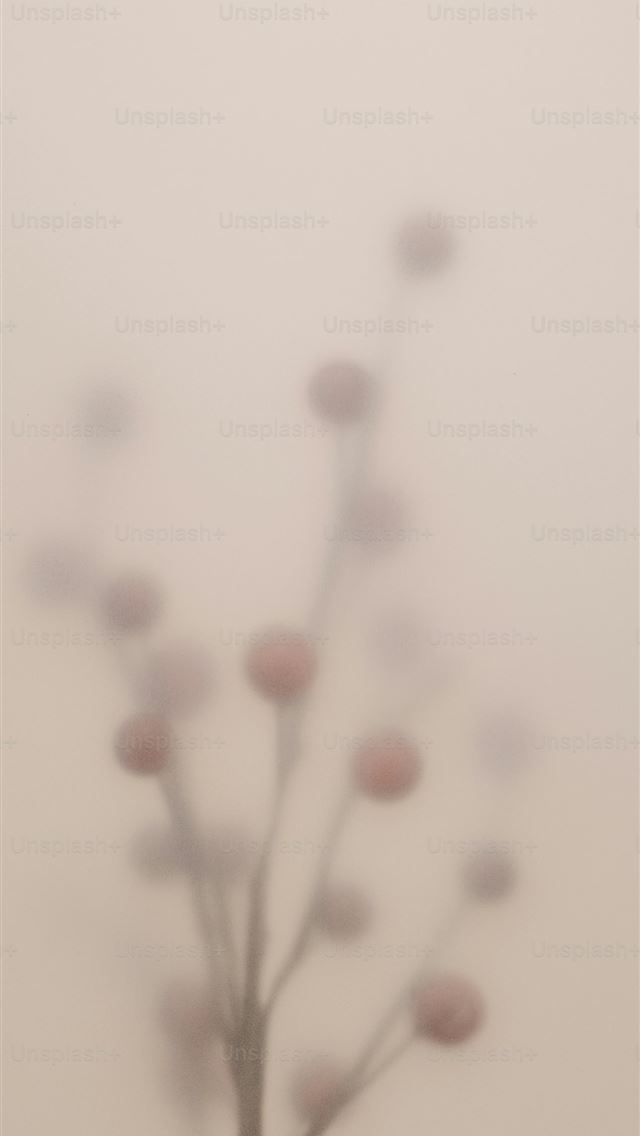1290x2796 a small tree with lots of leaves in a foggy area -  iPhone Wallpaper