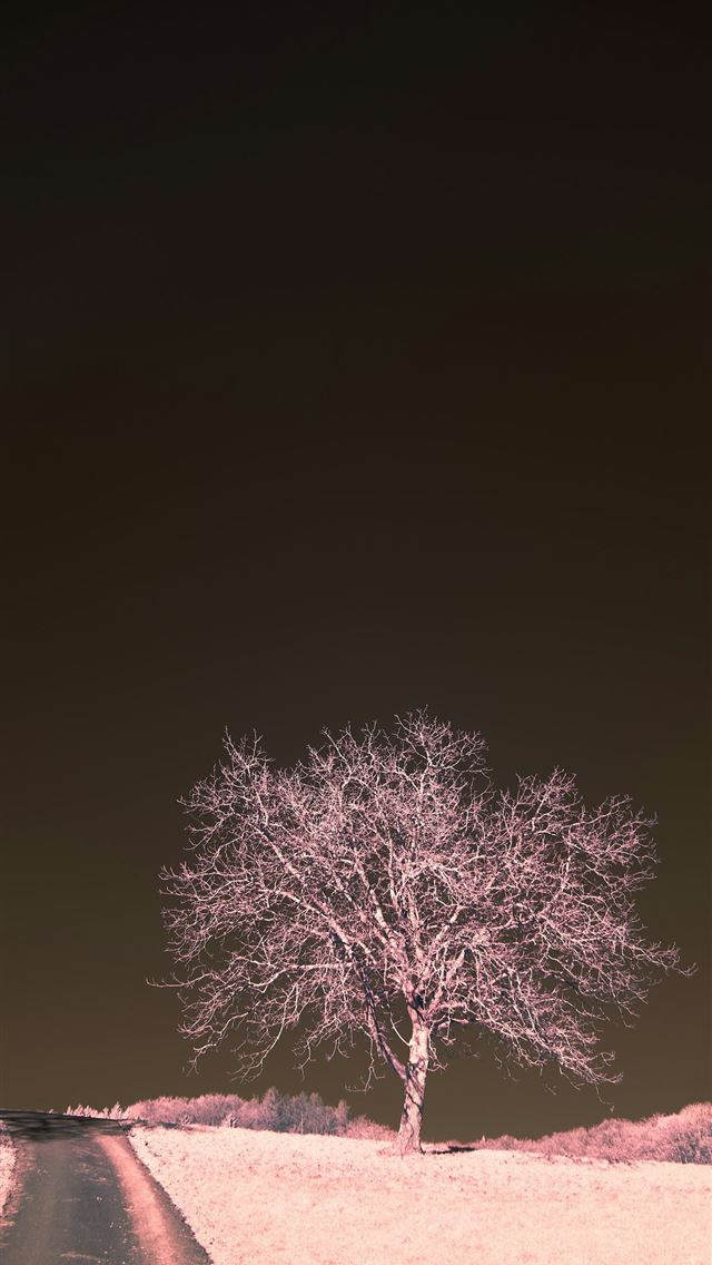 1290x2796 A lone tree stands in the middle of a snowy field -  iPhone Wallpaper