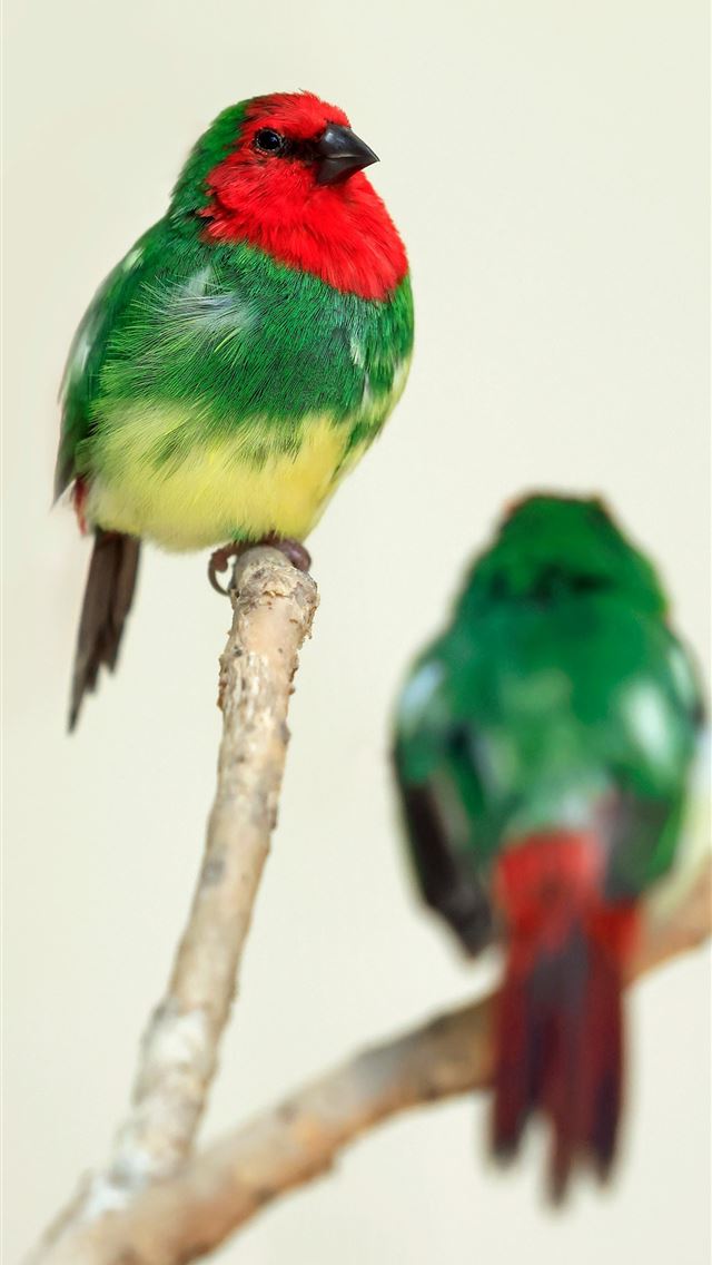1290x2796 Two colorful birds sit on a branch  -  iPhone Wallpaper