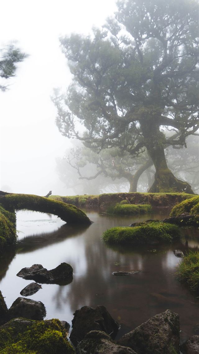 1290x2796 a tree in a pond -  iPhone Wallpaper