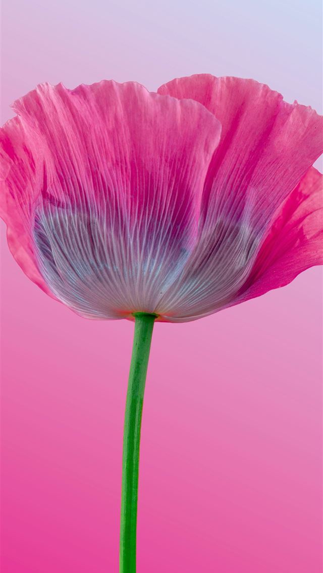 1290x2796 A bright pink poppy flower with delicate petals  -  iPhone Wallpaper