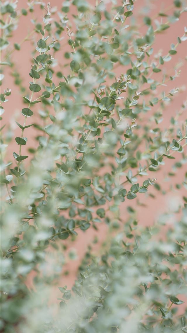 1290x2796 A close up of a plant with green leaves -  iPhone Wallpaper