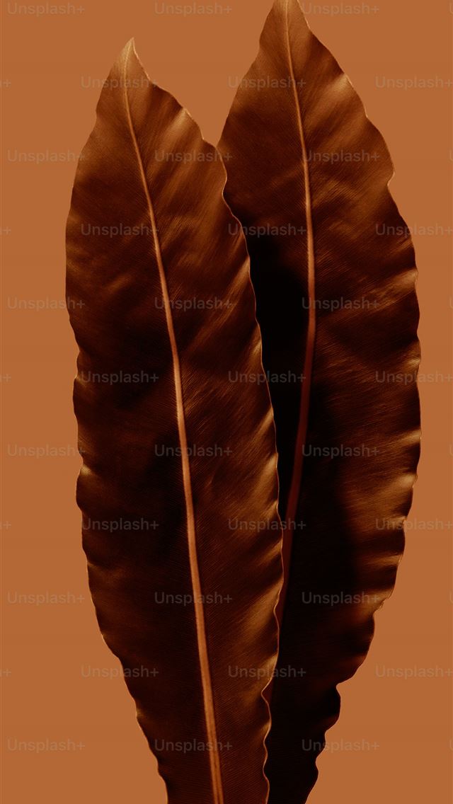 1290x2796 two brown leaves on a brown background -  iPhone Wallpaper