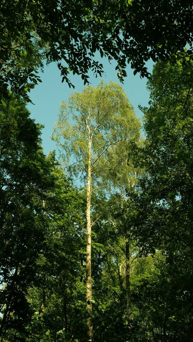 1290x2796 a tall tree in the middle of a forest -  iPhone Wallpaper