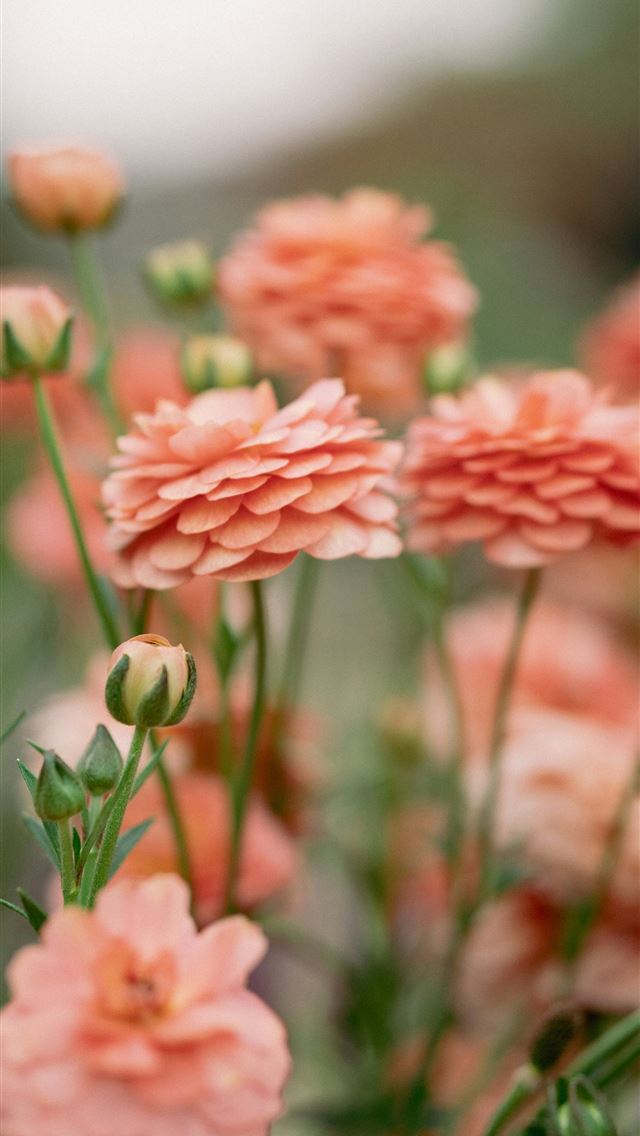 1290x2796 Beautiful peach colored flowers bloom in the sunli... -  iPhone Wallpaper