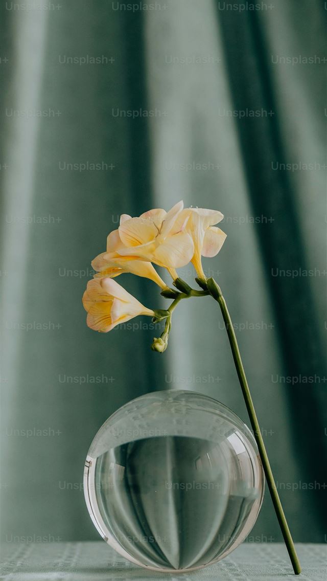 1290x2796 a single flower in a glass vase on a table -  iPhone Wallpaper