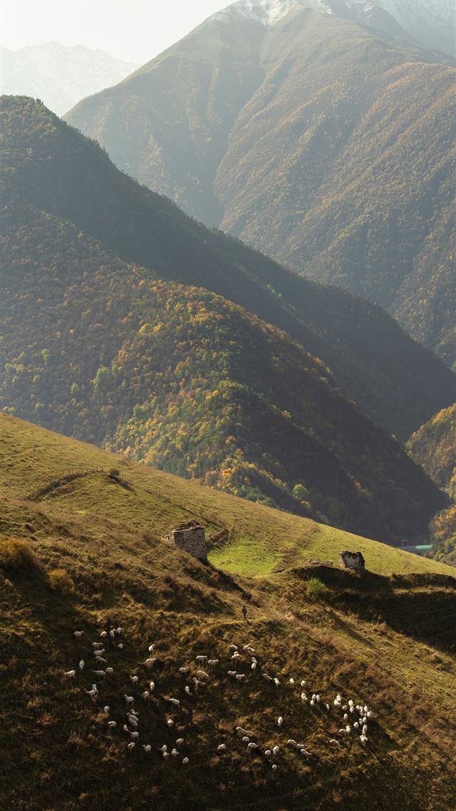 1290x2796 a herd of sheep grazing on a lush green hillside -  iPhone Wallpaper
