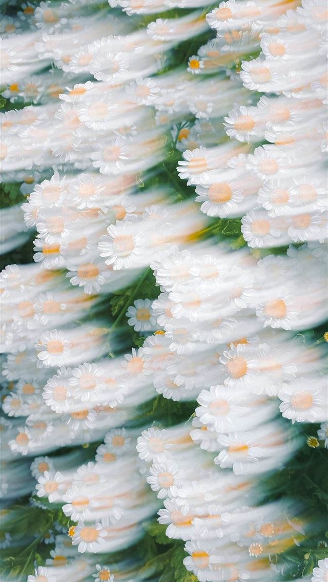1290x2796 A bunch of white flowers with yellow centers -  iPhone Wallpaper