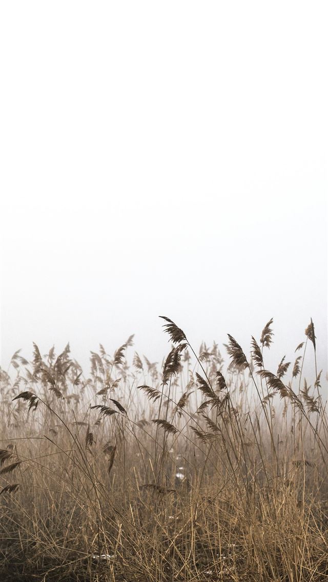 1290x2796 brown grass under white clouds -  iPhone Wallpaper