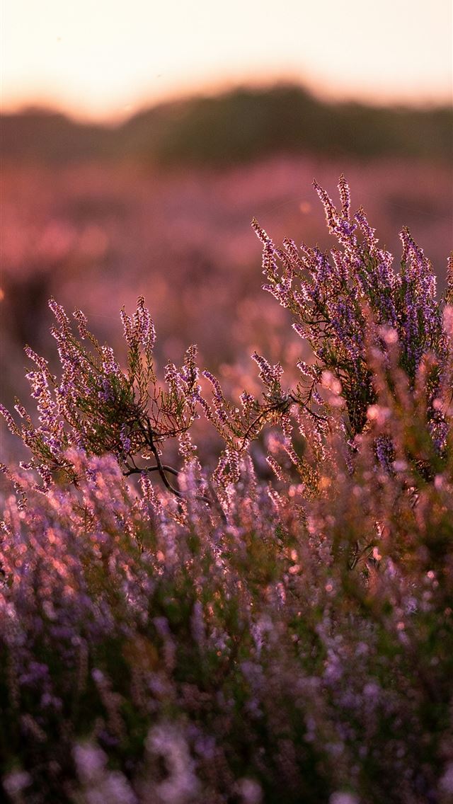 1290x2796 A field of purple flowers with a sunset in the bac... -  iPhone Wallpaper