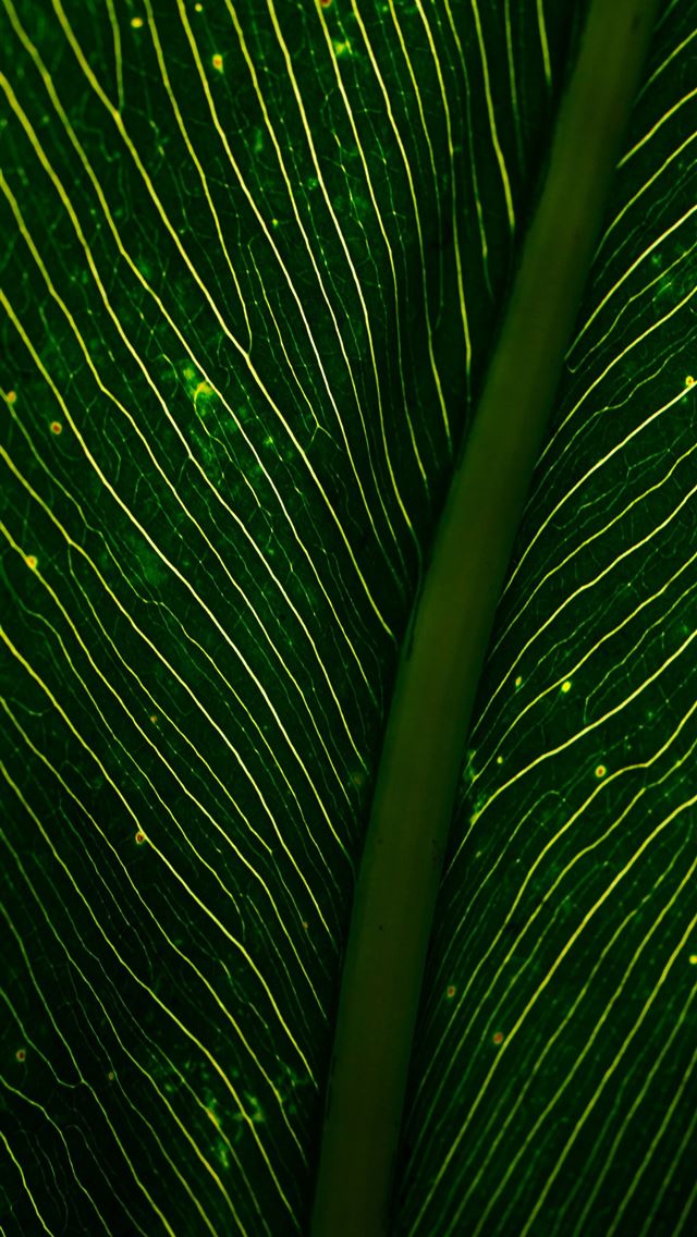 1290x2796 A close up view of a green leaf -  iPhone Wallpaper