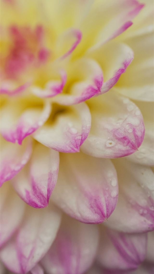 1290x2796 A close up of a pink and white flower -  iPhone Wallpaper