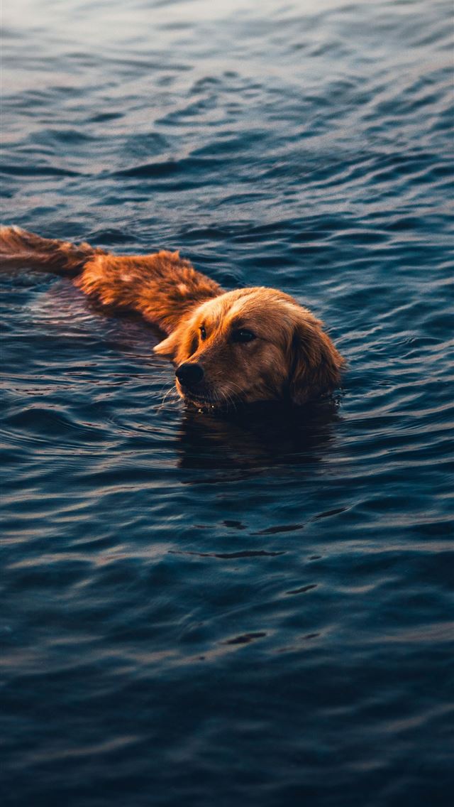 1290x2796 A dog swimming in the water with his head above th... -  iPhone Wallpaper