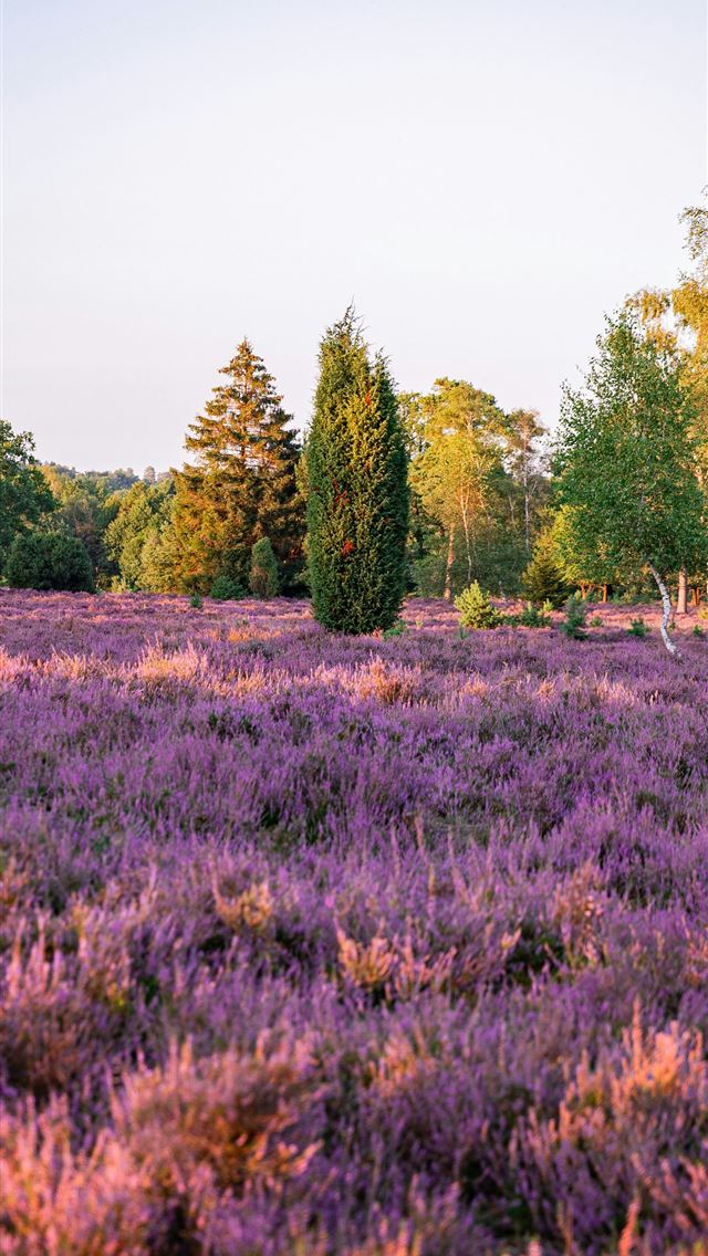 1290x2796 A field of purple flowers with trees in the backgr... -  iPhone Wallpaper