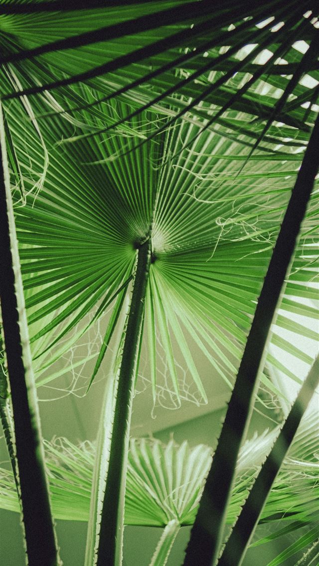 1290x2796 Green palm tree leaves create a beautiful pattern  -  iPhone Wallpaper