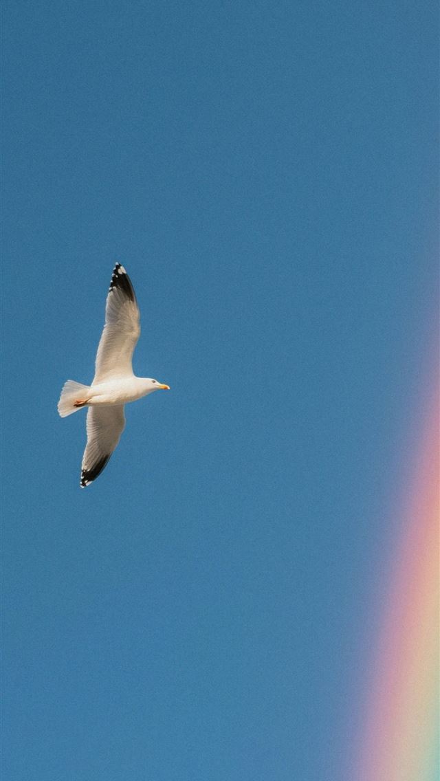 1242x2688 A seagull flies near a beautiful rainbow  -  iPhone Wallpaper