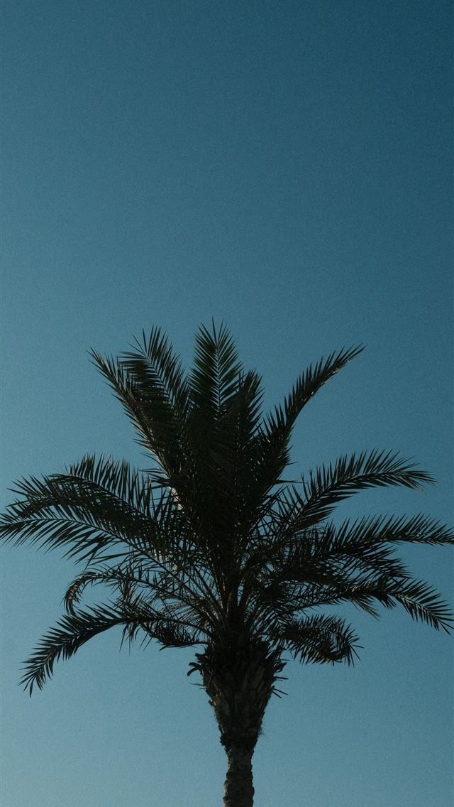 1290x2796 Palm tree silhouetted against a vibrant blue sky  -  iPhone Wallpaper
