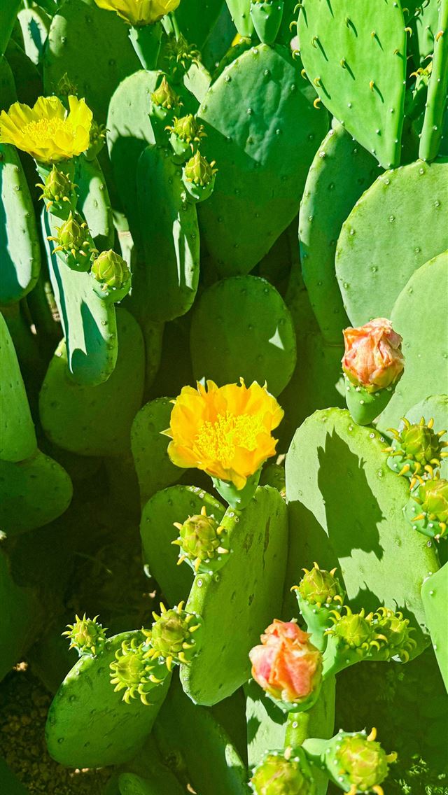 1290x2796 a group of green plants with yellow flowers -  iPhone Wallpaper