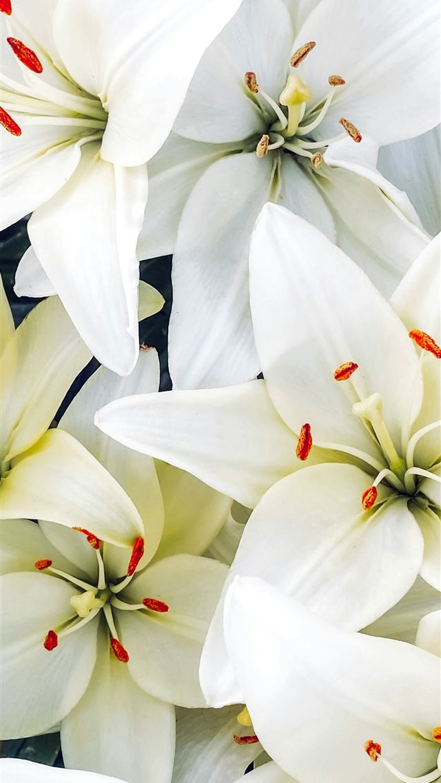 1290x2796 A bunch of white flowers with red stamens -  iPhone Wallpaper