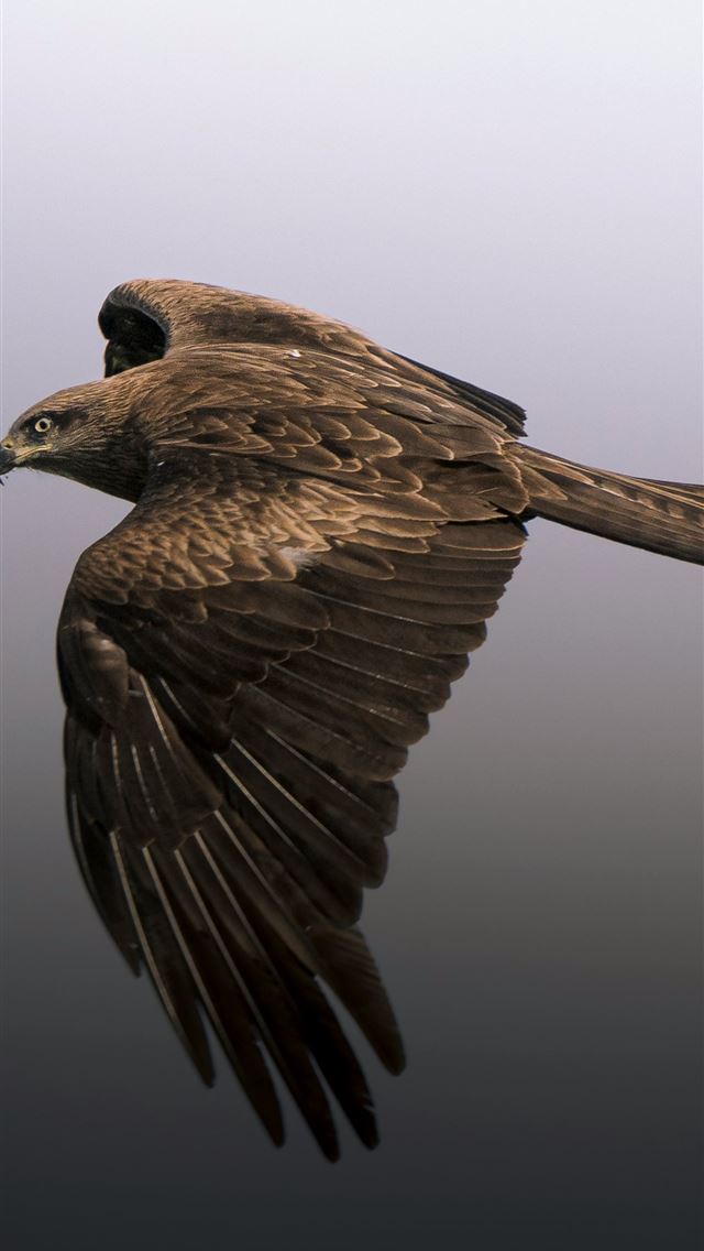 1290x2796 A bird flying through the air with its wings sprea... -  iPhone Wallpaper