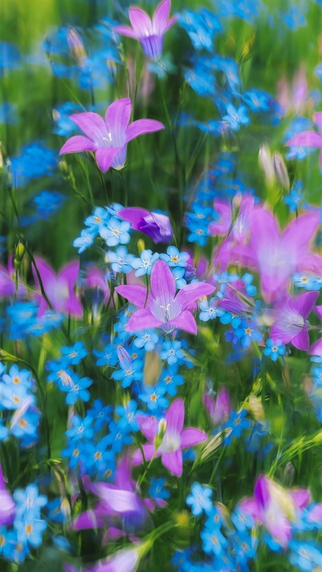1290x2796 A bunch of flowers that are in the grass -  iPhone Wallpaper