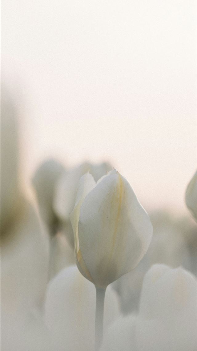 1290x2796 White tulips blossom beautifully against the morni... -  iPhone Wallpaper