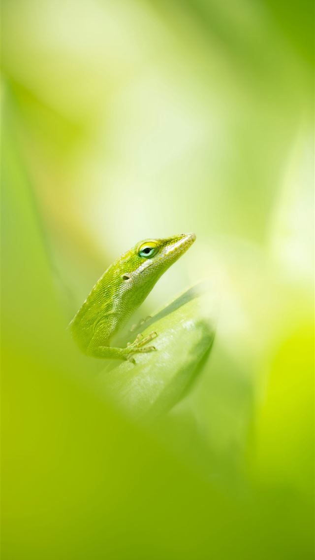 1290x2796 A green lizard peeks out from green leaves  -  iPhone Wallpaper