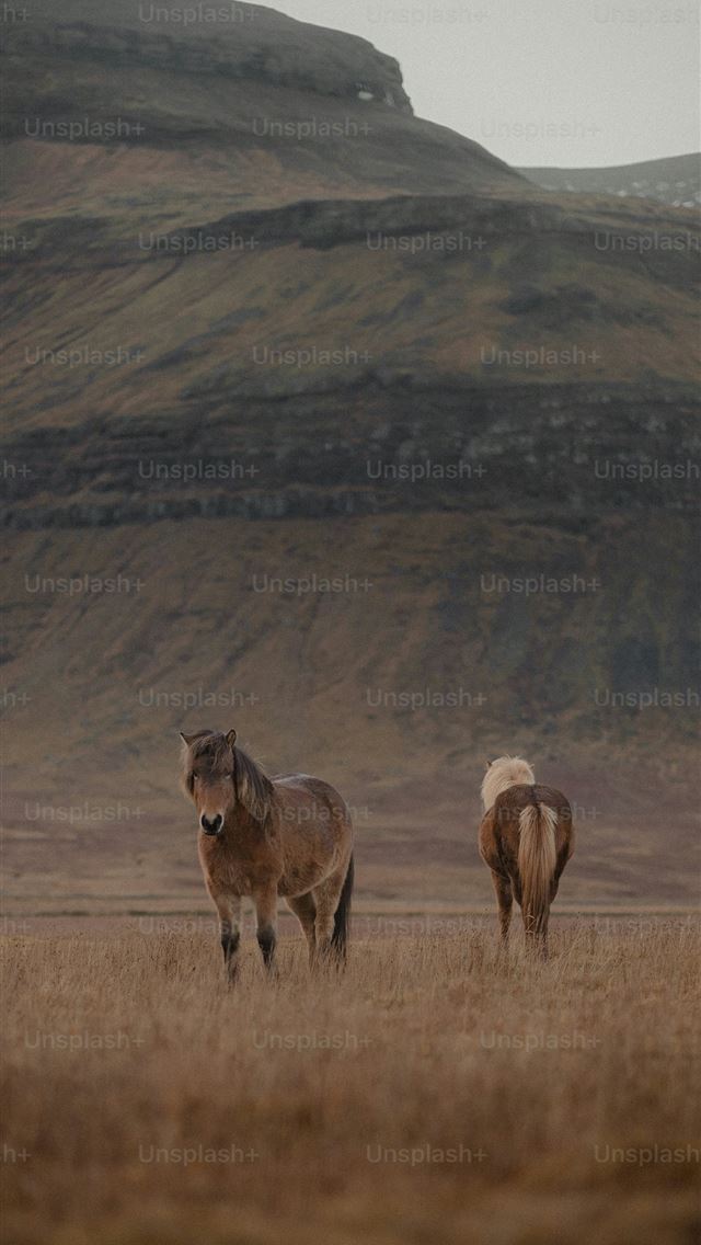 1290x2796 a couple of horses standing on top of a dry grass ... -  iPhone Wallpaper