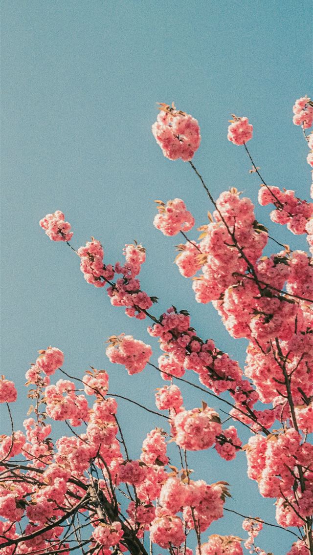 1290x2796 Cherry blossoms bloom vibrantly against a blue sky... -  iPhone Wallpaper