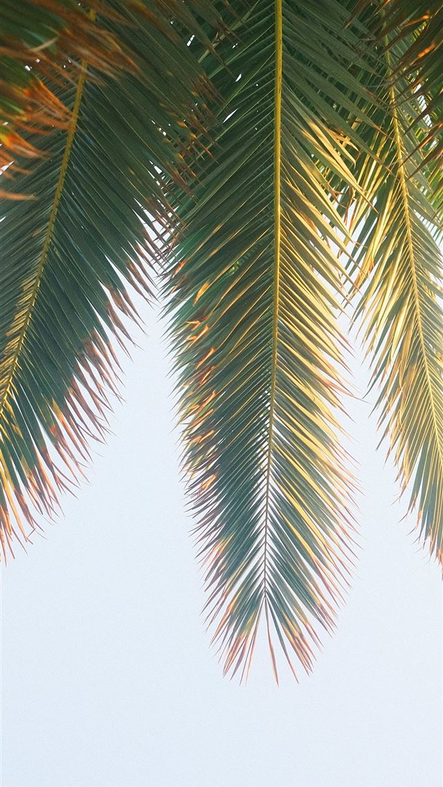 1290x2796 Palm leaves hang against a bright blue sky  -  iPhone Wallpaper