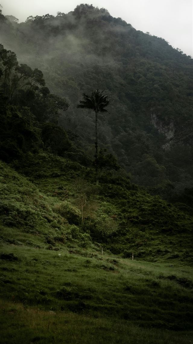 1290x2796 A hill with a tree in the middle of it -  iPhone Wallpaper
